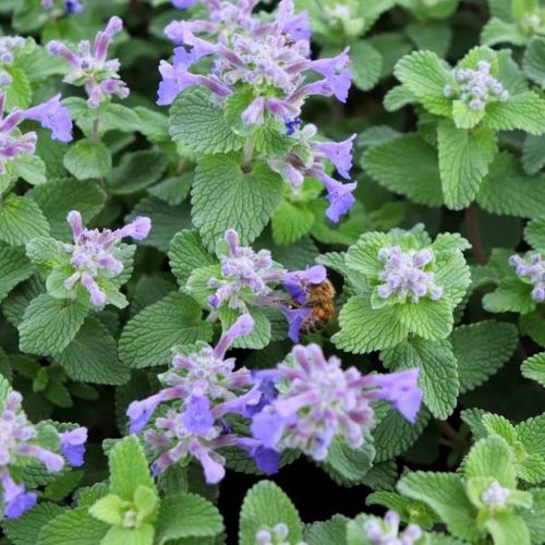 Nepeta cataria 'Nova Blue'