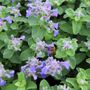 Nepeta cataria 'Nova Blue'