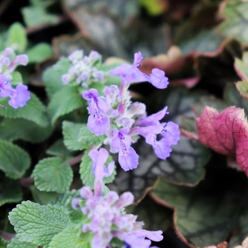 Nepeta cataria 'Nova Blue'