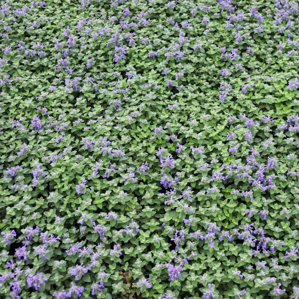 Nepeta cataria 'Nova Blue'