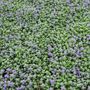 Nepeta cataria 'Nova Blue'