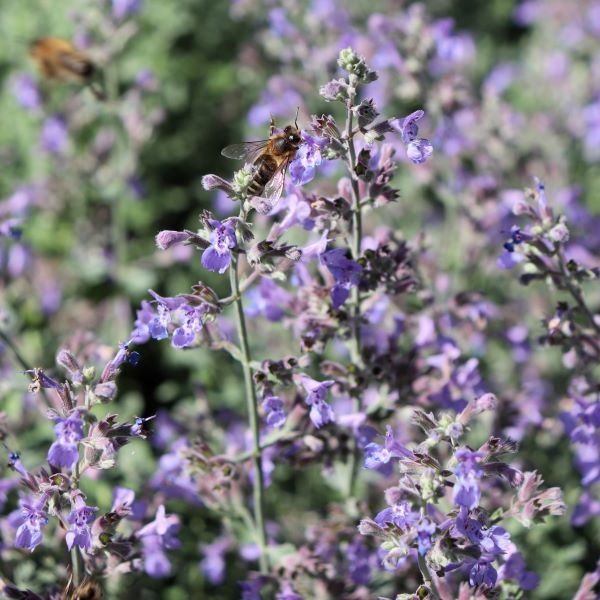 Nepeta x faassenii 'Dropmore'