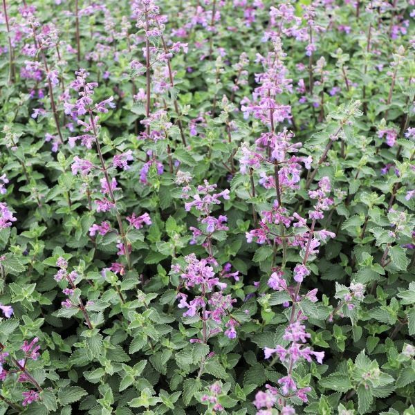 Nepeta x faassenii 'Dropmore'