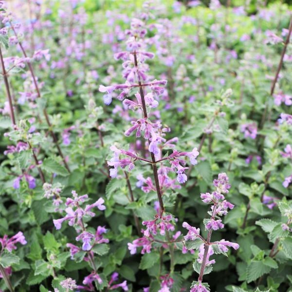 Nepeta x faassenii 'Dropmore'