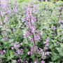 Nepeta x faassenii 'Dropmore'