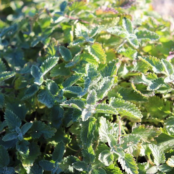 Nepeta x faassenii 'Dropmore'