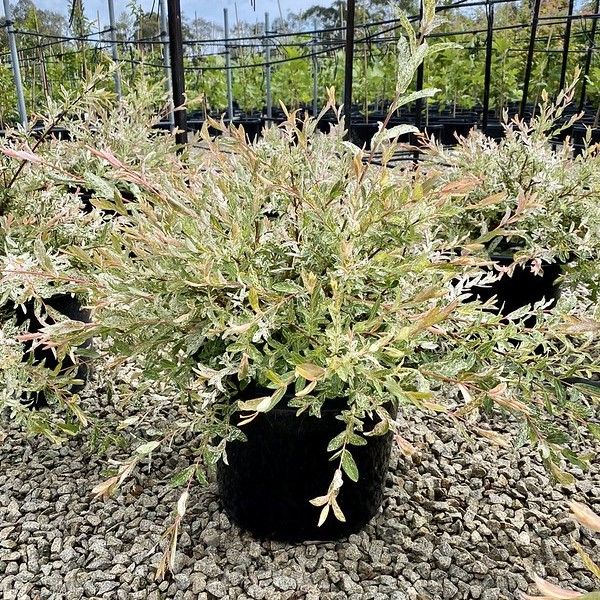 Salix integra 'Hakuro Nishiki' Warners Nurseries