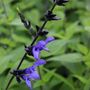 Salvia guarantica 'Black & Blue'