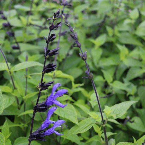 Salvia guarantica 'Black & Blue'