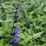 Salvia guarantica 'Black & Blue'