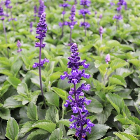 Salvia longispicata x farinaecea 'Mystic Spires'