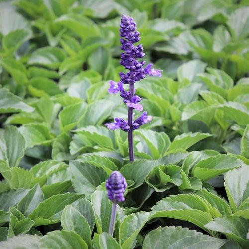 Salvia longispicata x farinaecea 'Mystic Spires'