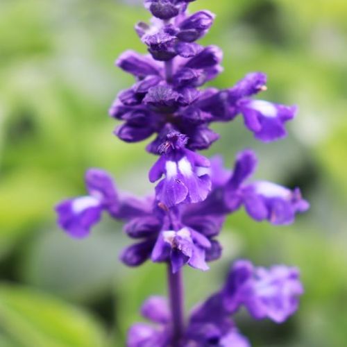 Salvia longispicata x farinaecea 'Mystic Spires'