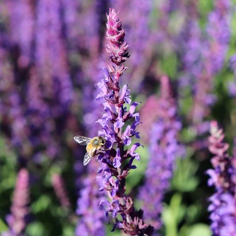 Salvia nemorosa 'Ostfriesland'