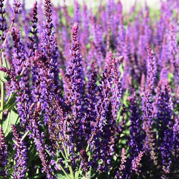 Salvia nemorosa 'Ostfriesland'