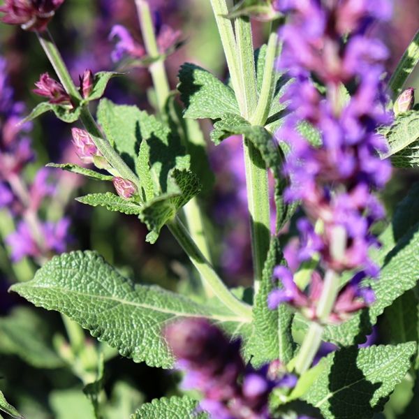 Salvia nemorosa 'Ostfriesland'