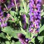 Salvia nemorosa 'Ostfriesland'