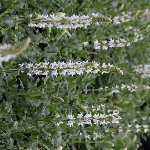Salvia nemorosa 'Salute White'