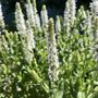 Salvia nemorosa 'Salute White'