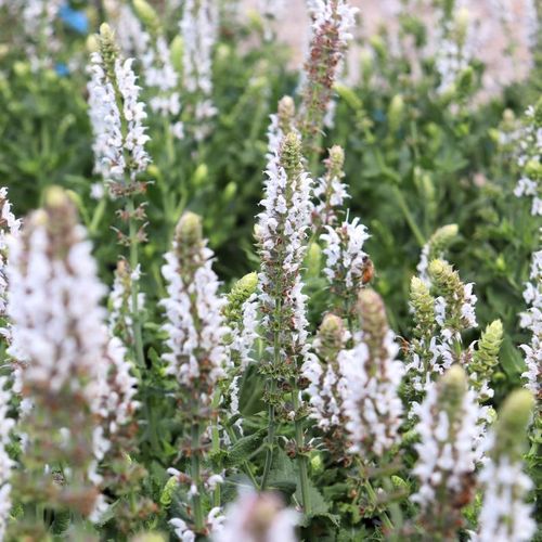 Salvia nemorosa 'Salute White'