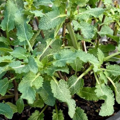 Salvia nemorosa 'Salute White'