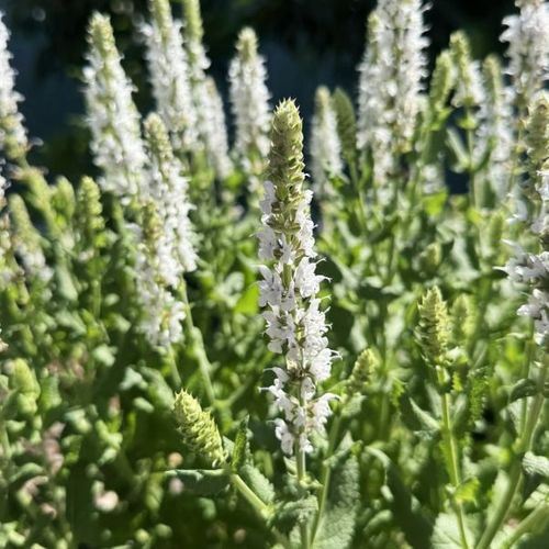 Salvia nemorosa 'Salute White'