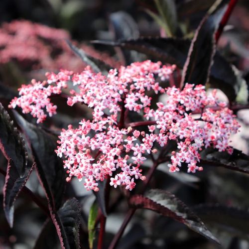 Sambucus nigra 'Black Beauty'