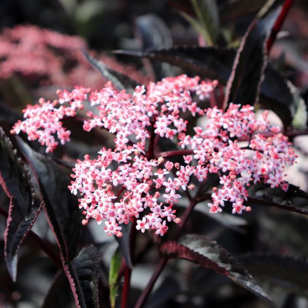 Sambucus nigra 'Black Beauty'