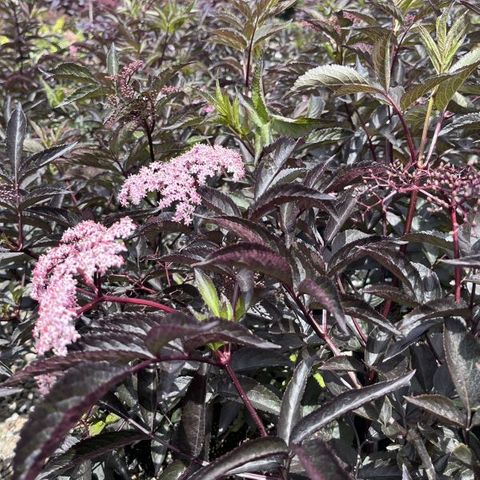 Sambucus nigra 'Black Beauty'