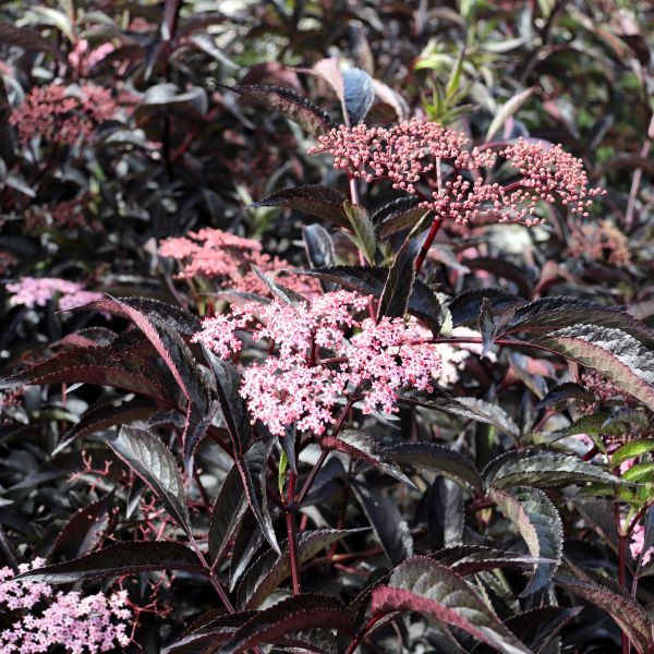 Sambucus nigra 'Black Beauty'