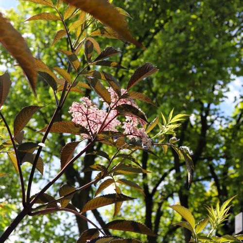 Sambucus nigra 'Black Beauty'