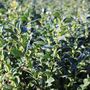 Sarcococca confusa