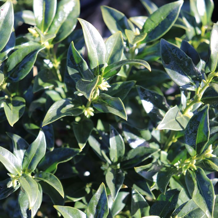 Sarcococca confusa