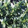 Sarcococca confusa