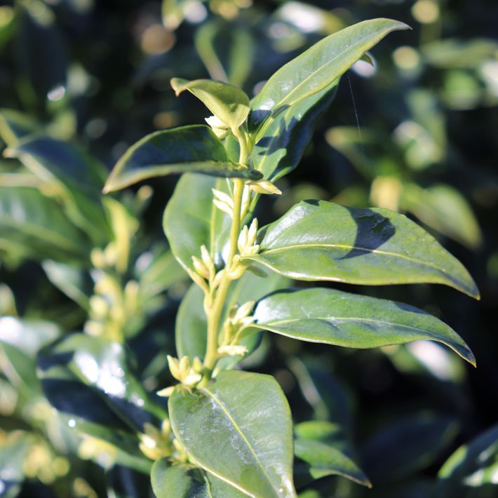 Sarcococca confusa