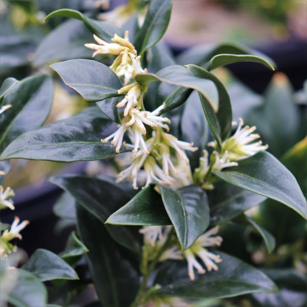 Sarcococca confusa