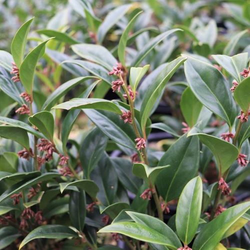 Sarcococca hookeriana var humilis