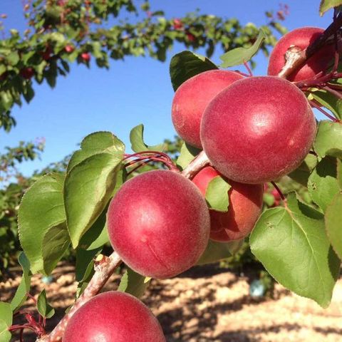 Scarlet Glow Apricot