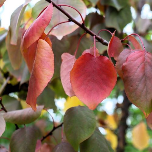Scarlet Glow Apricot