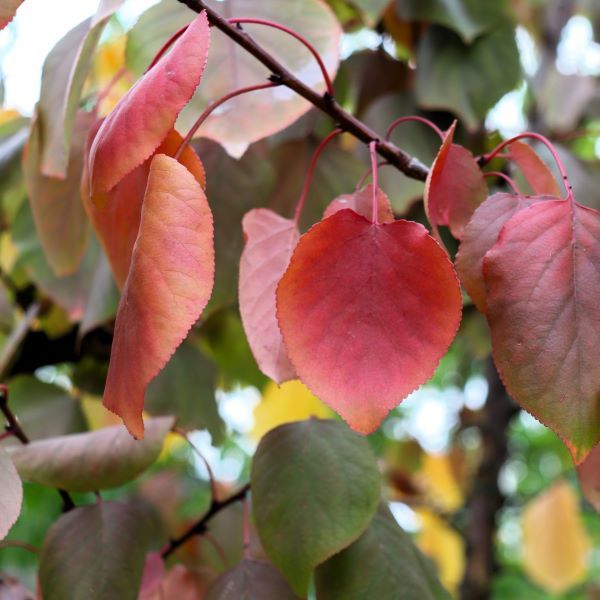 Scarlet Glow Apricot