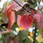 Scarlet Glow Apricot