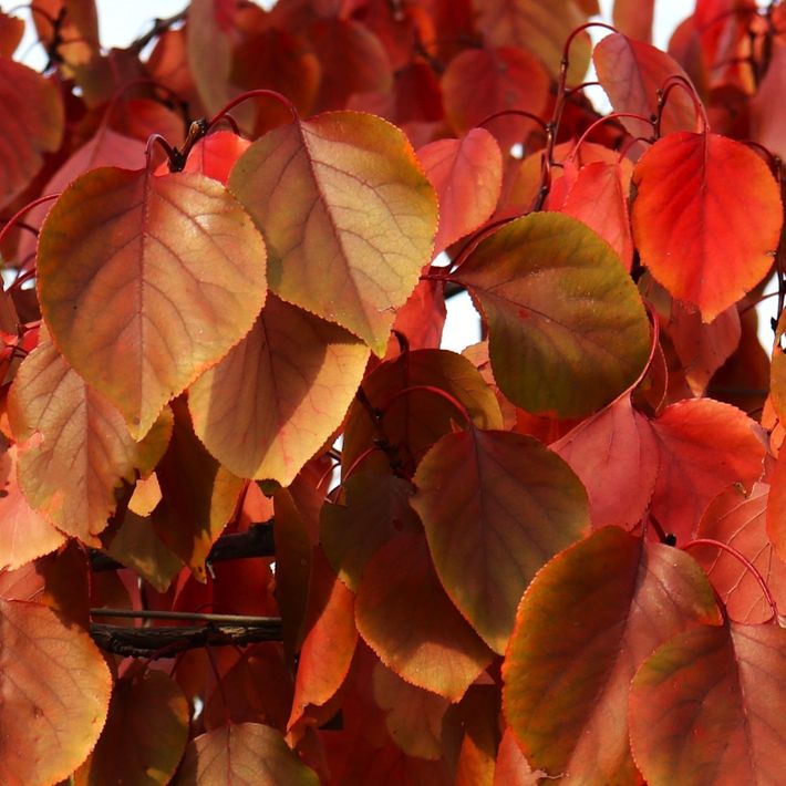 Scarlet Glow Apricot
