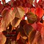 Scarlet Glow Apricot
