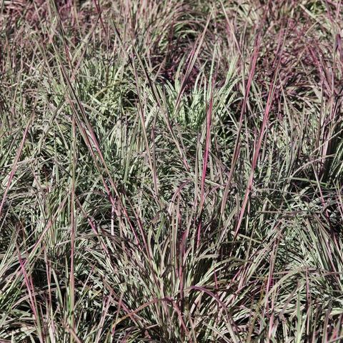 Schizachyrium scoparium 'Chameleon' pbr