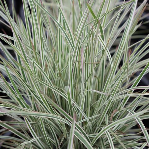 Schizachyrium scoparium 'Chameleon' pbr