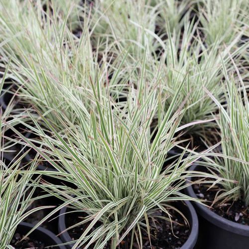 Schizachyrium scoparium 'Chameleon' pbr