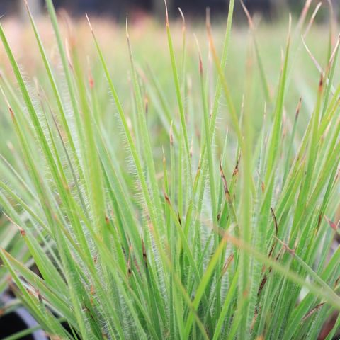 Schizachyrium scoparium 'Ha Ha Tonka'