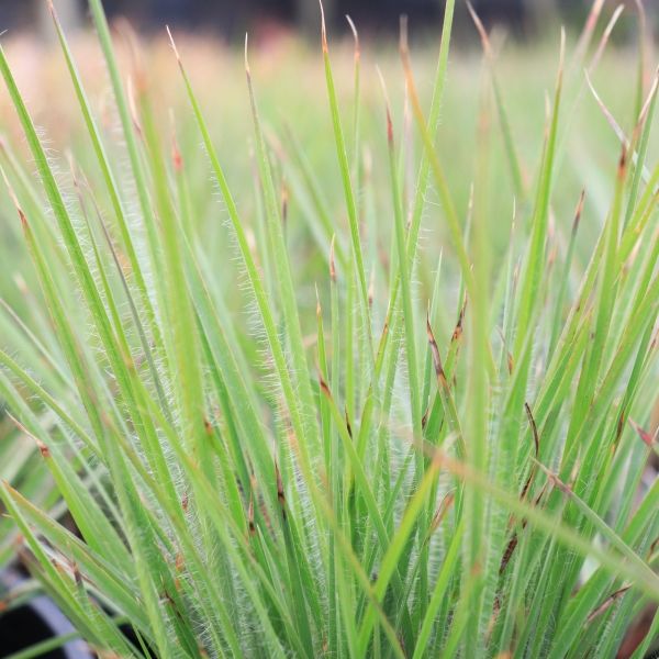 Schizachyrium scoparium 'Ha Ha Tonka'