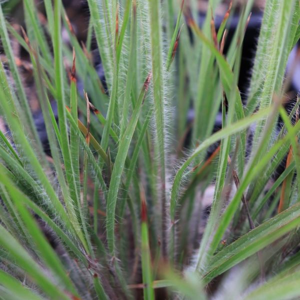 Schizachyrium scoparium 'Ha Ha Tonka'