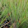 Schizachyrium scoparium 'Ha Ha Tonka'